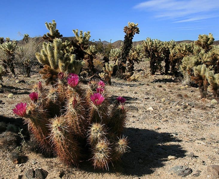 31% of the world's cacti are considered threatened