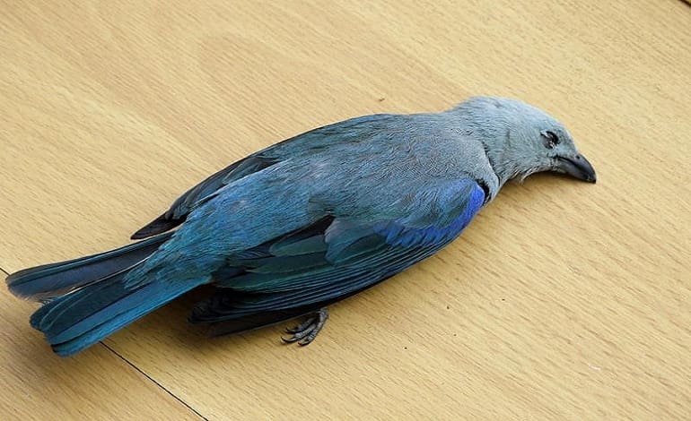 Twitter Dead Bird