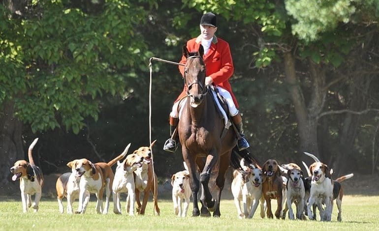 hunting foxhounds