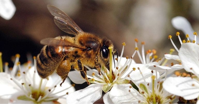 Honeybee on apple blossom insecticides