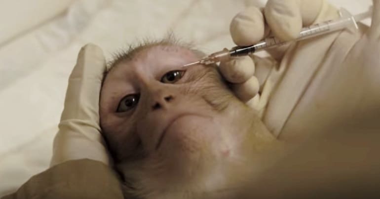 A monkey being used in animal experiments