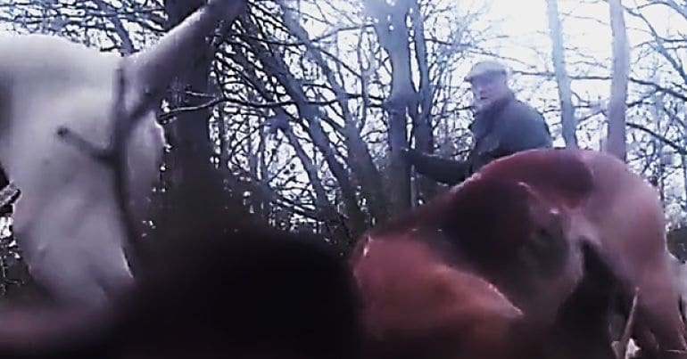 Foxhounds search for fox after hunt people released one they had trapped