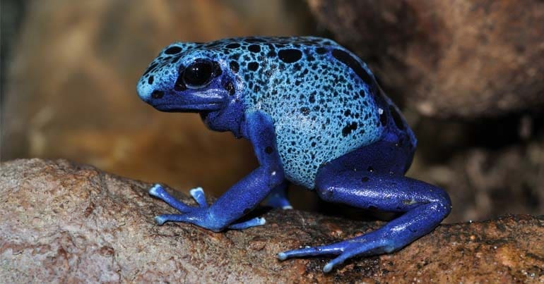 A blue endangered poison dart frog.