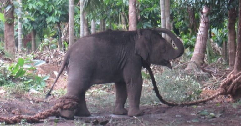 A baby Asian elephant chained up