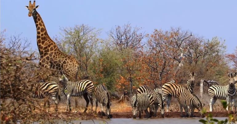 African wildlife, a giraffe and zebras