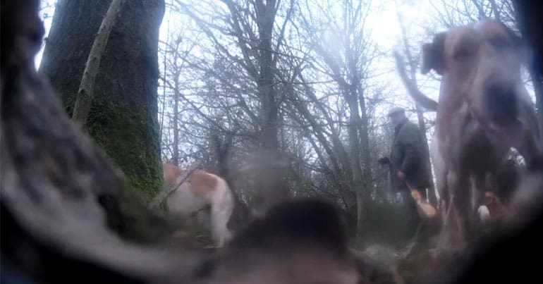 Hunting hounds and terrierman