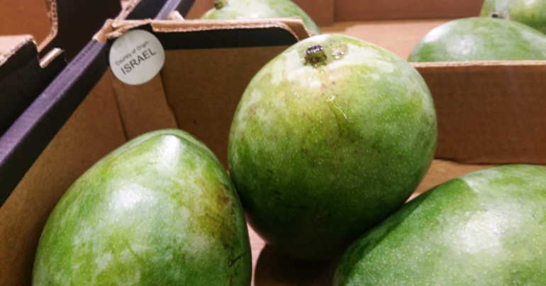 Israeli mangoes on sale in Aldi