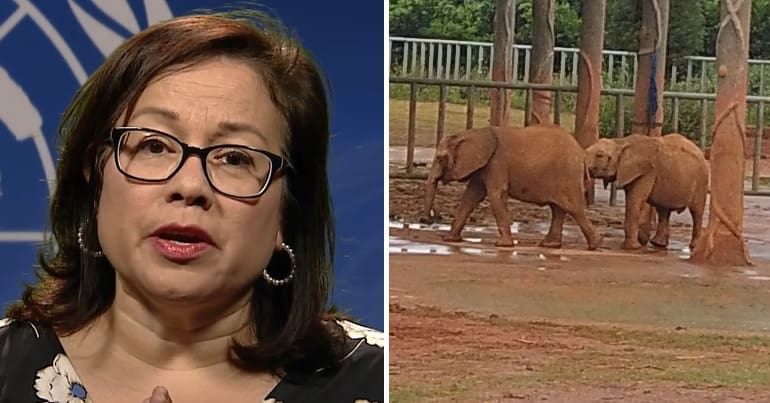 Ivonne Higuero on one side of image, and two young elephants standing in a near barren enclosure on the other