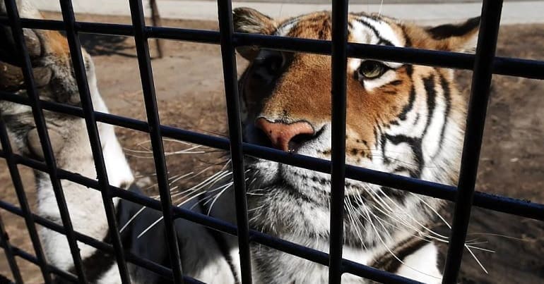 A tiger looks out from its cage
