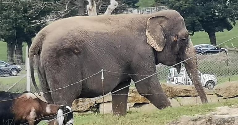 Anne the elephant in Longleat Safari Park