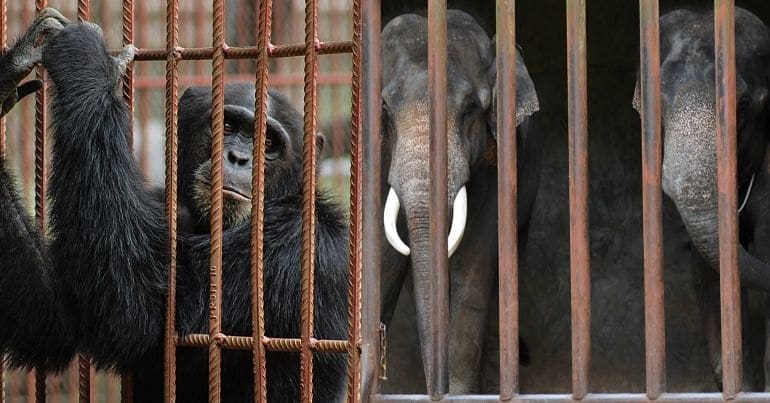 A split screen with a chimpanzee in a cage on the left and two Asian elephants in a cage on the right