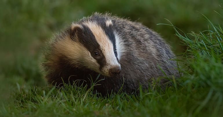 A young badger in the grass