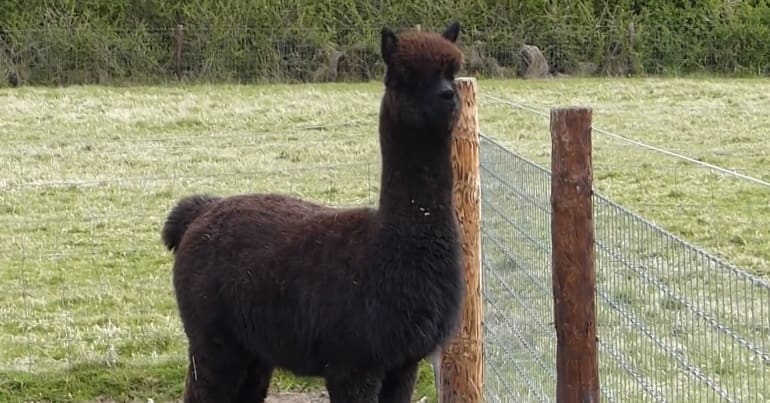 Geronimo the alpaca looking out over a fence
