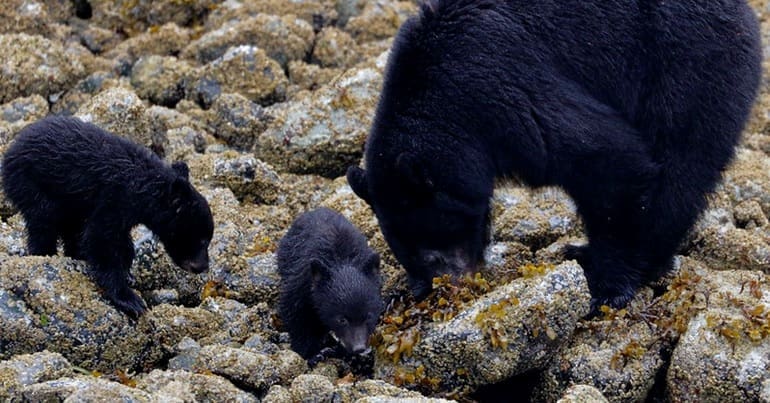 A family of black bears forage on rocks