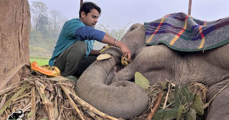 Elephant Moti from India receiving medical care from the Wildlife SOS team after years as a tourist begging elephant