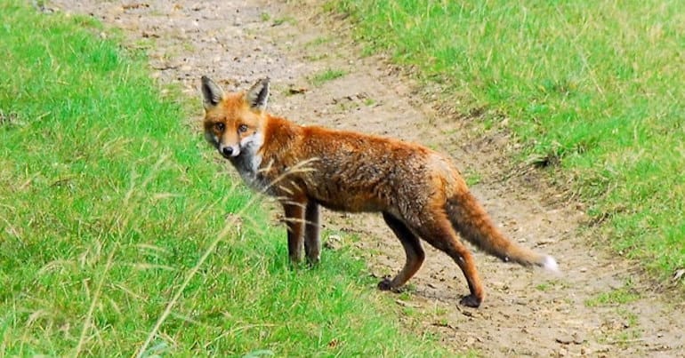 A fox in the countryside