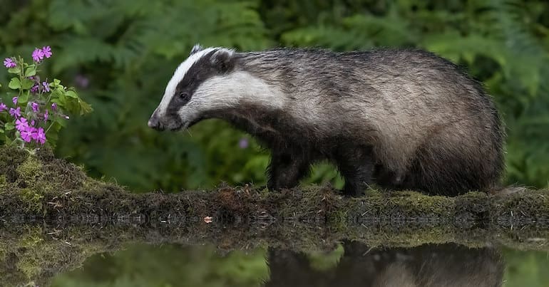 A European badger standing among shrubbery next to a waterbody