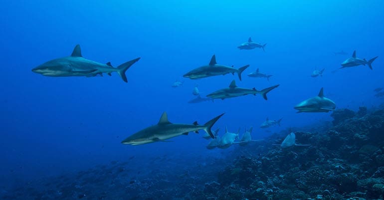 Grey reef sharks, Fakarava