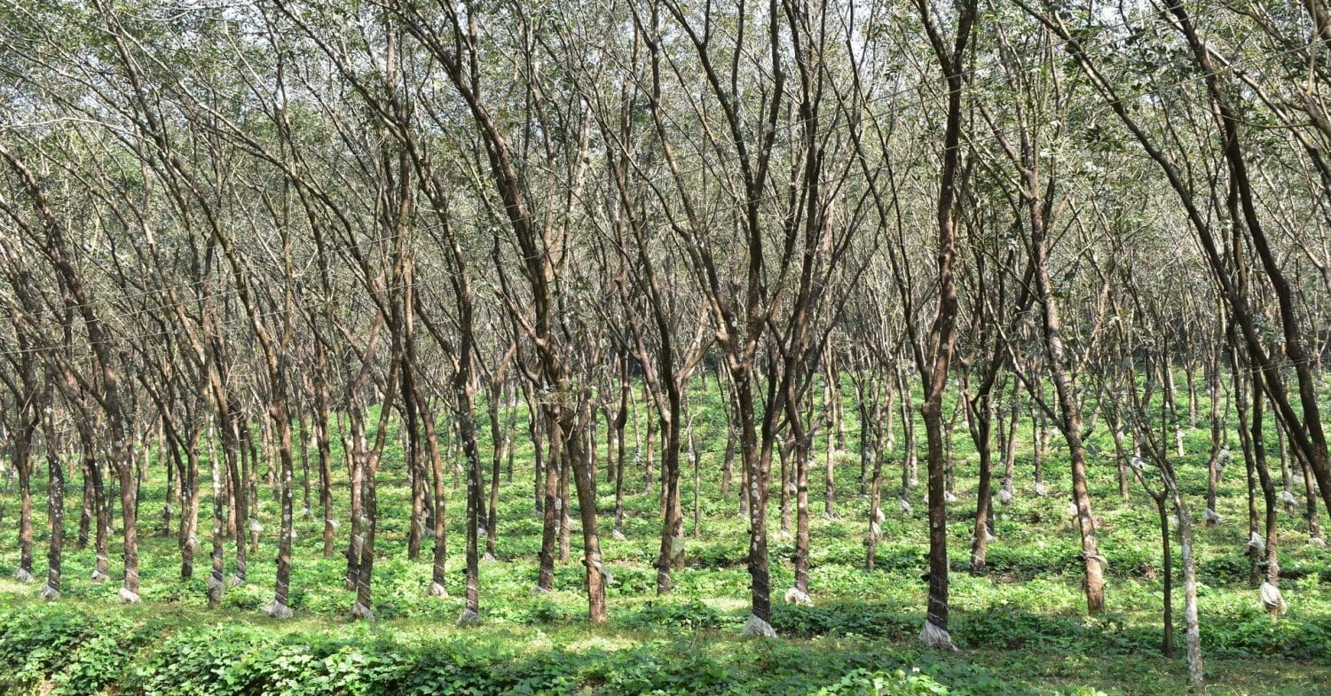 A rubber plantation.