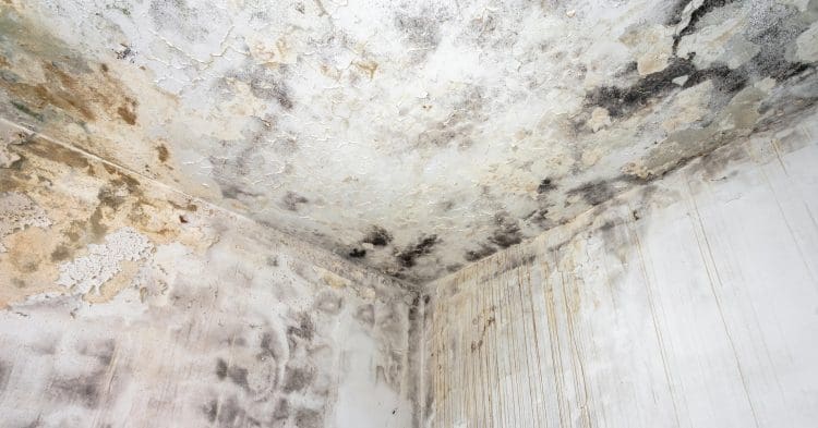 A mouldy damp wall Wales fuel poverty