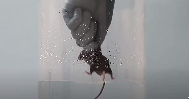 A hand holding a mouse forced swim test PETA animal rights