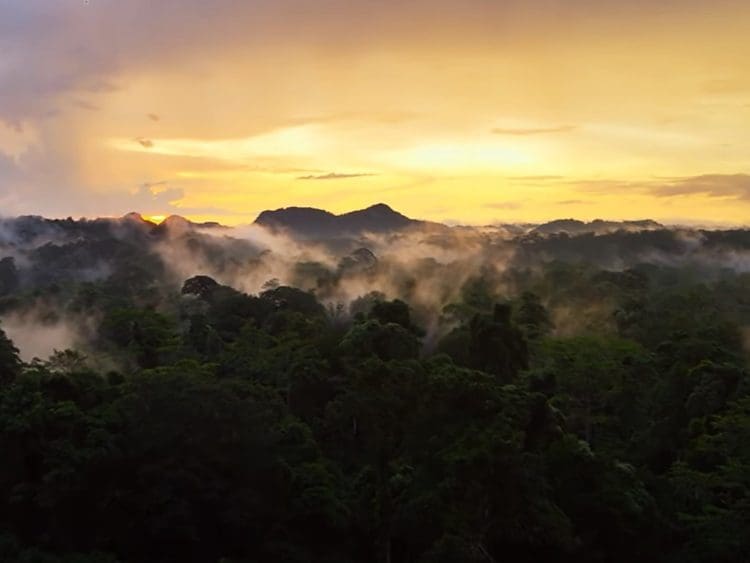 Amazon rainforest zoonotic diseases