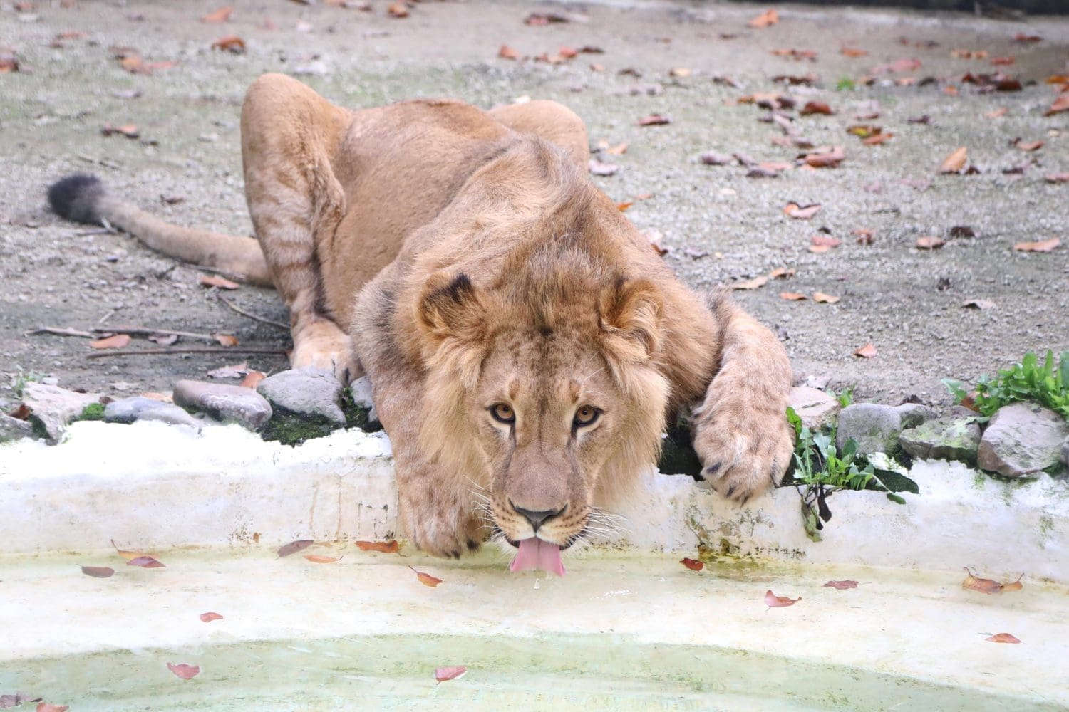 Tsar drinking from the pool at Natuurhulpcentrum Lion