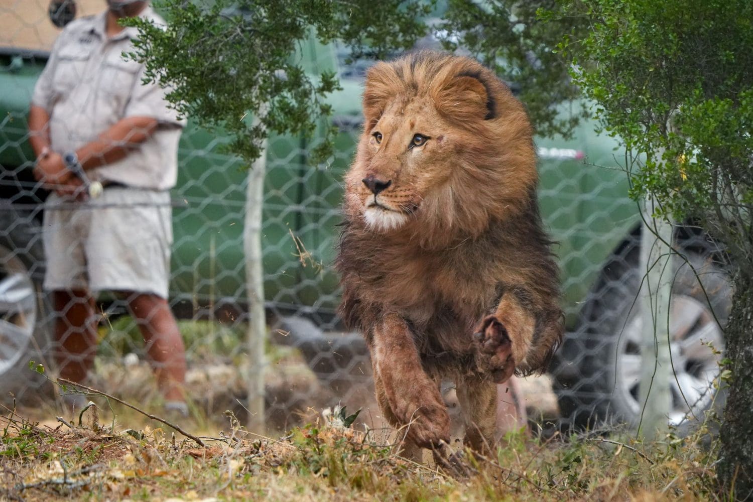 Tsar being released into his new home Lion