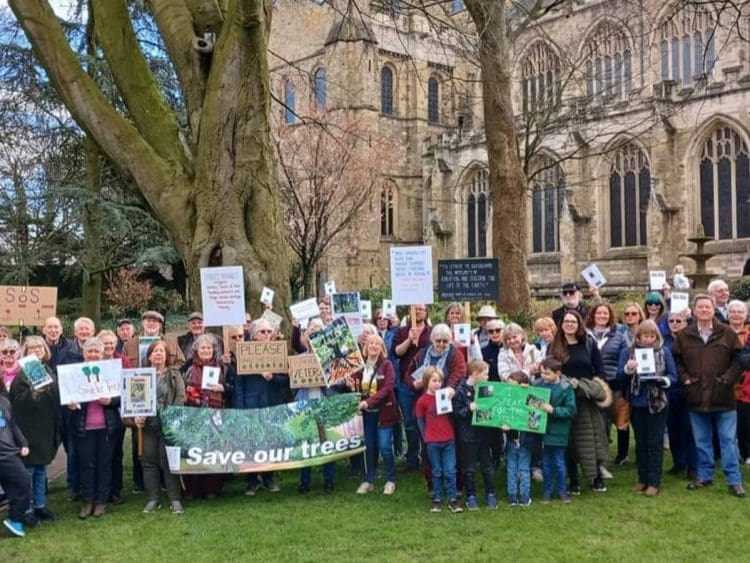Over a hundred Save the Trees campaigners gather together with placards and banners outside Ripon Cathedral, next to the veteran beech tree.