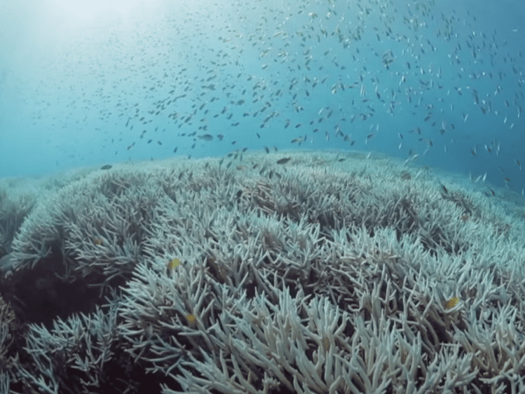 Shoal of fish swim over bleached coral.