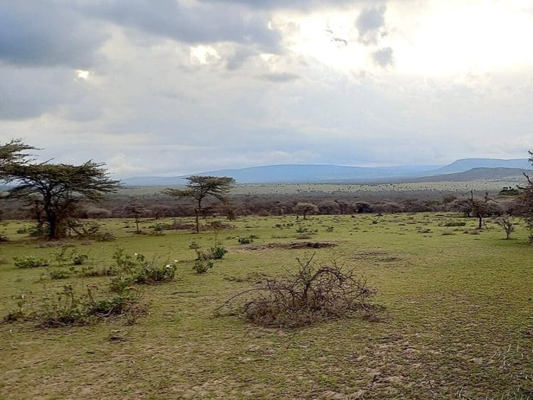 Sukenya Farm in Tanzania. A handful of trees on savanna grasslands.
