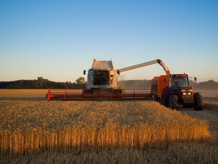 Wheat harvest with a Claas Lexion before sunset near Branderslev, Lolland, Denmark agrifood greenhouse gas emissions