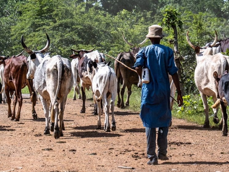 A nomadic herdsman with his cattle
