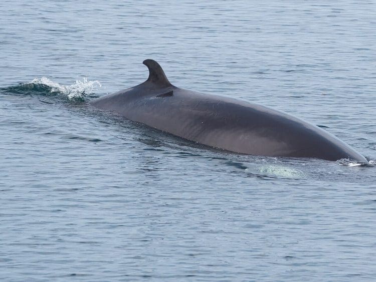 Minke whale near Tadoussac whaling Japan