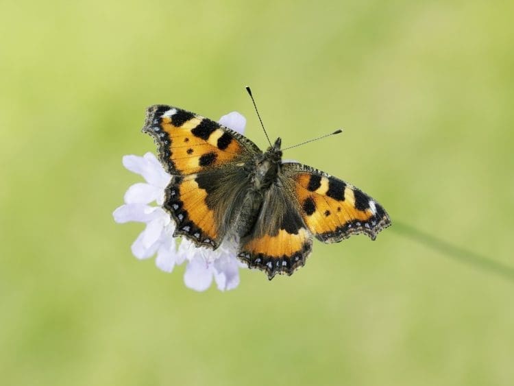 Small Tortoiseshell butterfly conservation restore nature now