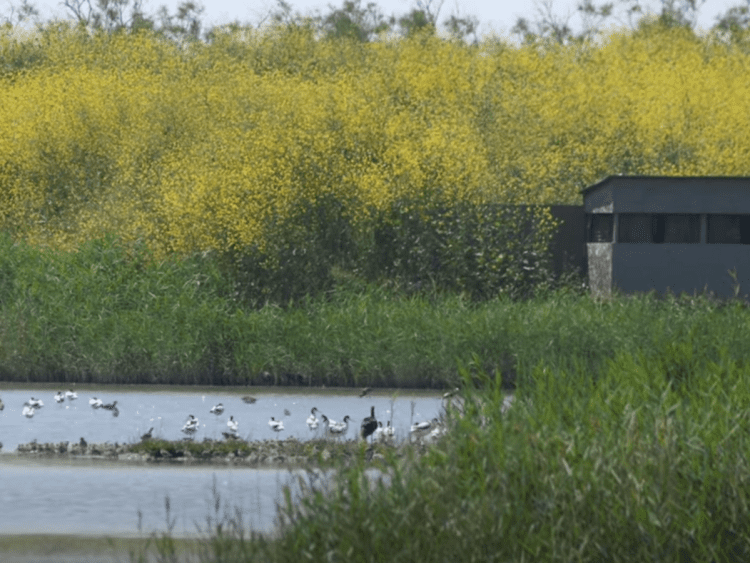 Bird hide and waterbirds on the Tagus Estuary wetland, with yellow flowers in the background. The Portugal airport would have been built in this area.