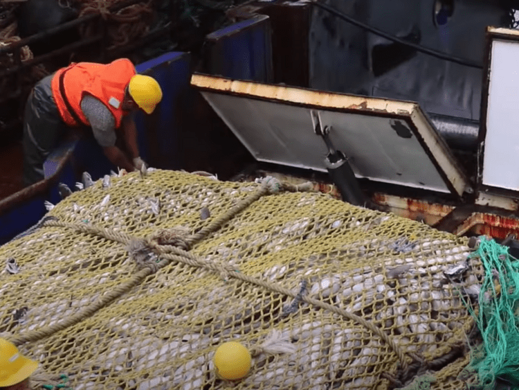 Fishers bring up an enormous trawler net filled with fish aboard a vessel marine protected areas france