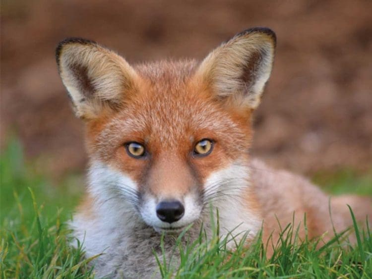 fox hunting Labour