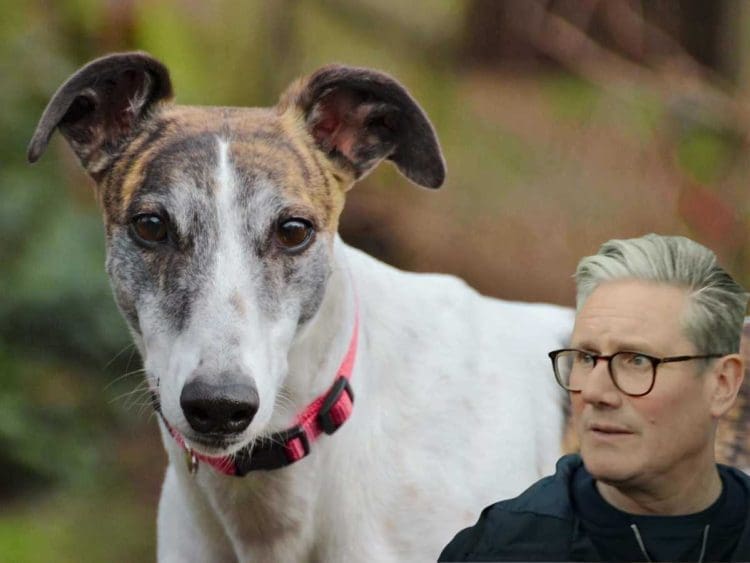 A greyhound and Starmer Labour general election