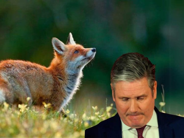 Labour fox hunting